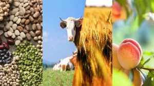 Greece Organic Food Market